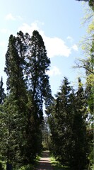 hiking in the forest