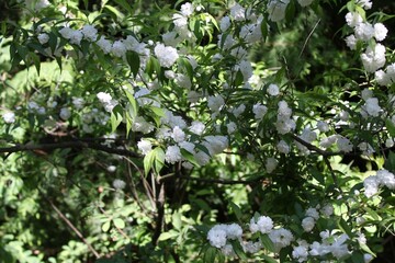 white flowers in the forest