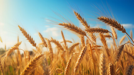 Fototapeta premium golden wheat field in summer