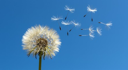 Obraz premium Dandelion Seed Head with Seeds Floating on Clear Blue Sky