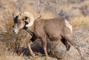 Desert Bighorn Sheep Ram in the Nevada Desert in Winter