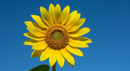 Obraz premium Blooming Sunflower Against a Bright Blue Sky Sunshine