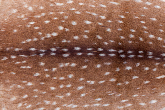 Spotted fur background,of an adult axis deer from Texas