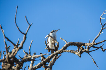 Downey woodpecker in a tree