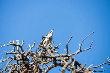 Downey woodpecker in a tree