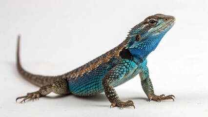 Fototapeta premium Blue Belly Lizard on studio background