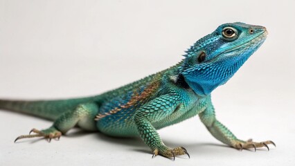 Fototapeta premium Blue Belly Lizard on studio background