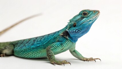 Fototapeta premium Blue Belly Lizard on studio background