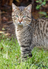 A cat is standing in a grassy field