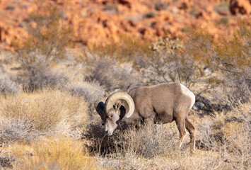Desert Bighorn Sheep Ram in the Nevada Desert in Winter