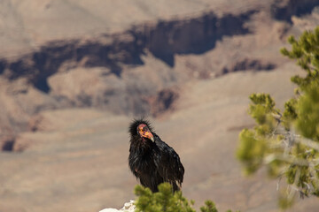 California Condor looking into the Grand Canyon