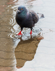 A pigeon is standing in a puddle of water