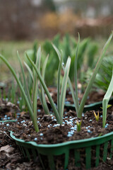 vibrant green plant sprouts emerge from soil enriched with blue fertilizer pellets in a garden setting, signifying new growth and hope in a blurred nature backdrop. thriving, tranquil, serene