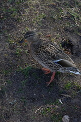 a close-up of a mallard duck walking on earthy ground with scattered grass, highlighting the detailed pattern of its feathers and the contrasting textures of its natural habitat. fowl, turf