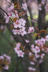 close-up of delicate pink cherry blossoms on branches with soft focus background evoking a tranquil springtime atmosphere in a natural outdoor setting, scene, exterior, renewal, whimsical, earthy