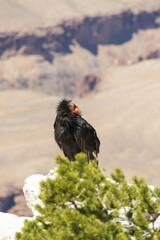 California Condor looking into the Grand Canyon