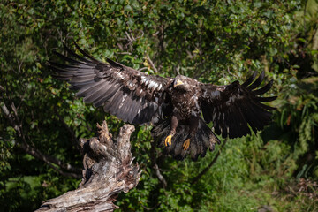 Fototapete bei efototapeten.de bestellen   