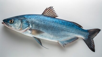 Blue Catfish on studio background