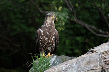 Young bald eagle sitting on a rock