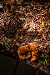 Sunlight illuminates a cluster of vibrant orange mushrooms thriving amidst fallen leaves and twigs near a wooden footpath in Krka national park, showcasing the park's rich biodiversity