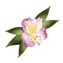 Alstroemeria pink buds. Watercolor isolated illustration. Tropical flowers Peruvian lily. Floral arrangement for card, wedding invitation, flower shop