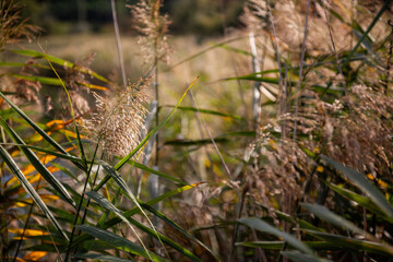Common reed, or phragmites Australis, flourishing along the serene shoreline of a lake in Krka national park, showcasing vibrant colors under the warm autumn sun