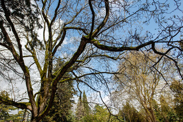 A tree with moss growing on it and a blue sky in the background