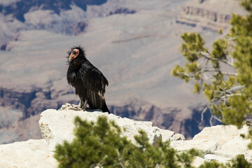 California Condor looking into the Grand Canyon