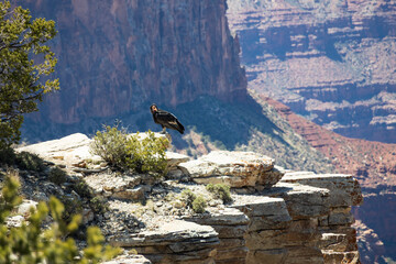 California Condor taking flight into the Grand Canyon