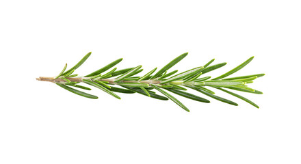 Fototapeta premium Rosemary sprig isolated on transparent background. Fresh herb branch png. Aromatic ingredient for cooking. Design element.