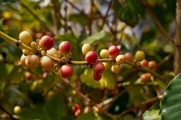 Zweig eines Kaffeestrauchs mit reifenden Früchten in einem sonnigen Garten - Valle de Agaete, Gran Canaria, Kanarische Inseln