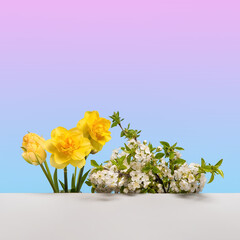 Fresh branch of white cherry blossoms with yellow daffodils and tulips on a gray table. Spring composition of branches of flowering trees. Concept scene stage showcase for new product, sale, cosmetic
