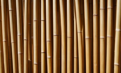 Fototapeta premium Natural background of bamboo stems aligned in a row, minimalist composition