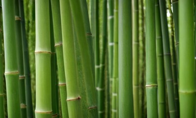 Fototapeta premium Lush Green Bamboo Forest Thicket: Natural Vertical Texture and Pattern