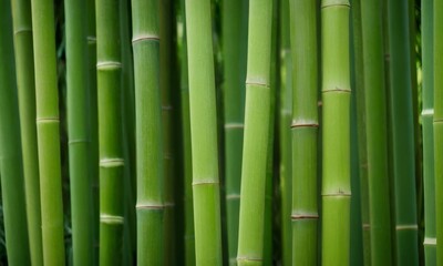 Obraz premium Lush Vibrant Green Bamboo Grove creating an Exotic Zen Tranquility