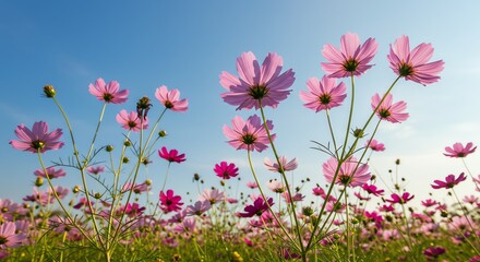 Pink Flowers Blooming Against a Clear Blue Sky in a Field