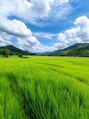 Fototapeta premium Lush Green Rice Fields Under a Blue Sky - Serene landscape, vibrant green rice paddy, rolling hills, blue sky, fluffy clouds. Symbolizing growth, nature, abundance, tranquility, and peace