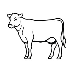 black and white cow
