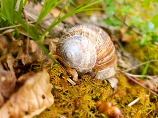 snail 
