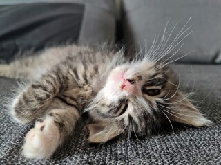 Cute little cat lying on the bed - sleepy kitten 