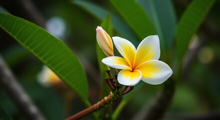 Fototapeta premium Blooming Flower with Yellow Center and White Petals