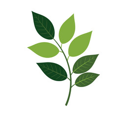 Obraz premium green leaf icon - Vector. with a white background