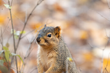 Curious Squirrel in an Autumn Forest with Colorful Leaves