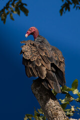 Turkey Vulture Perched on a Tree Against a Bright Blue Sky