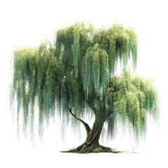 Majestic weeping willow tree isolated transparent background perfect for garden park or nature designs