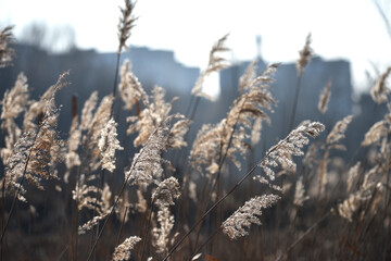 Phragmites. autumn reeds. Golden, dry winter sedge phragmites australis in selective focus. Thickets of fluffy, dry trunks. genus of reed grasses found in wetlands. nature background close up