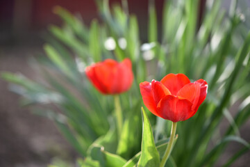 red tulips. spring flowers. Red tulip flowers bloomed in spring. for women's day. blooming flowerbed. Bright red tulips field. Close up bottom view Sunny day. beauty of nature. natural background