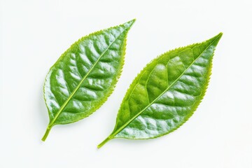 Obraz premium Two Fresh Green Tea Leaves on White Background