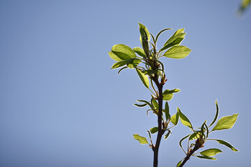 pear tree. a twig with young leaves in the garden. green leaves. Malinae, Spring tide. Branches of pears. close-up. pear in the forest. fruit tree in spring. background