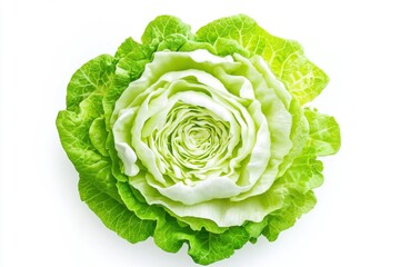 Fototapeta premium Fresh Butterhead Lettuce Head